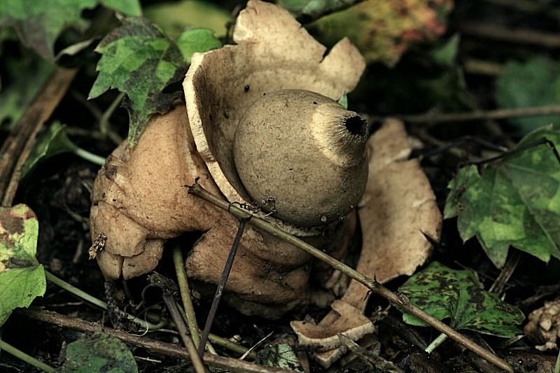 Geastrum triplex,  da confermare