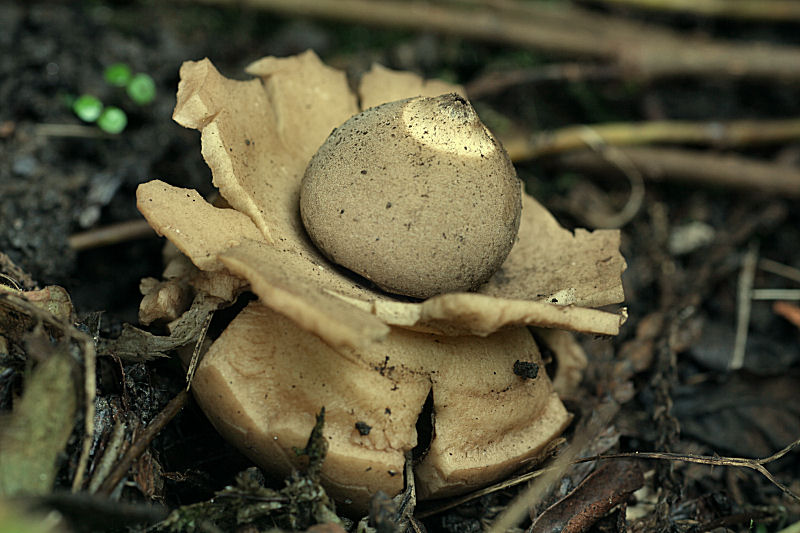 Geastrum triplex,  da confermare