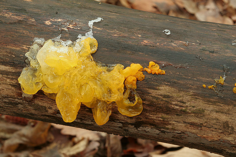 Tremella sp. ??