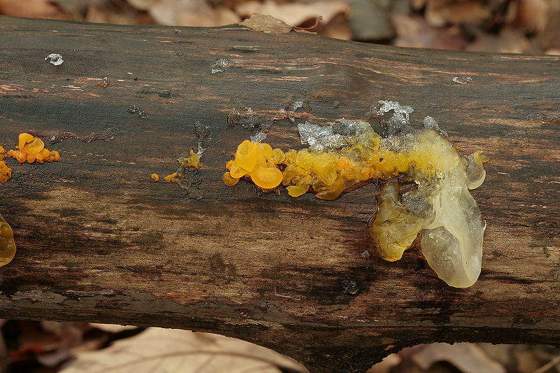 Tremella sp. ??