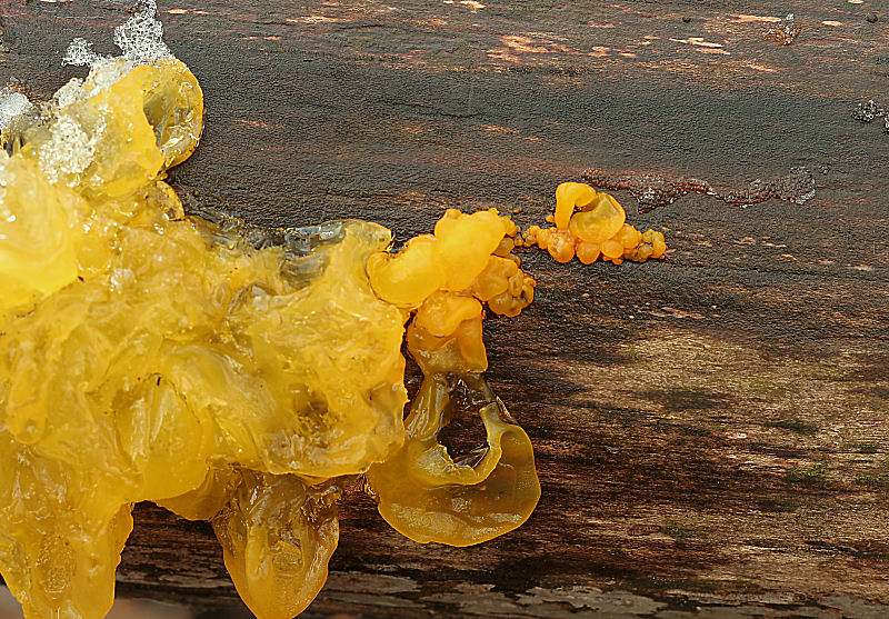 Tremella sp. ??