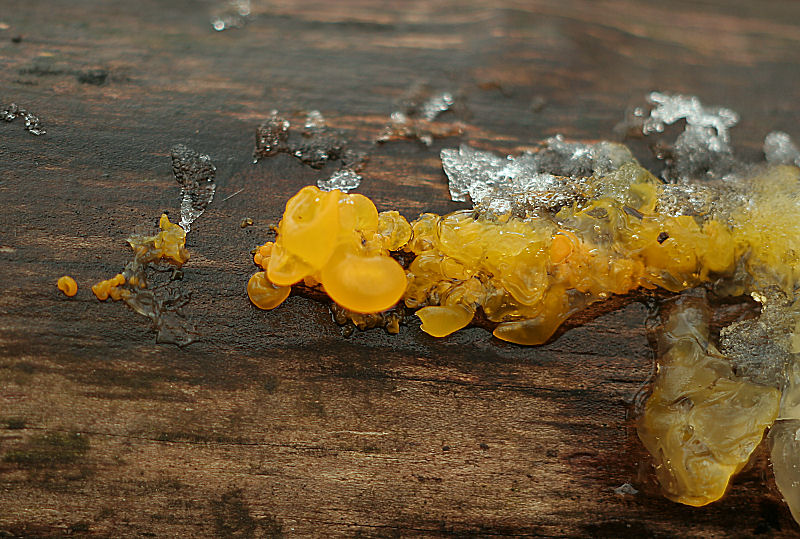 Tremella sp. ??