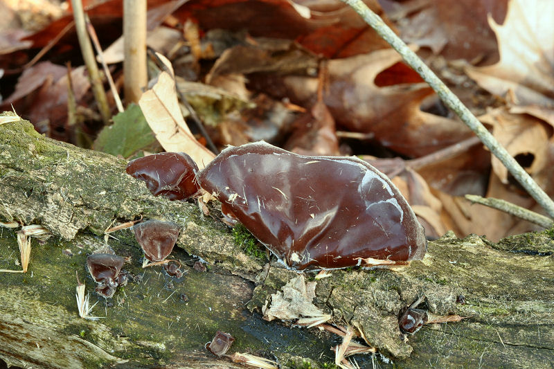 Auricularia auricula-judae  ?