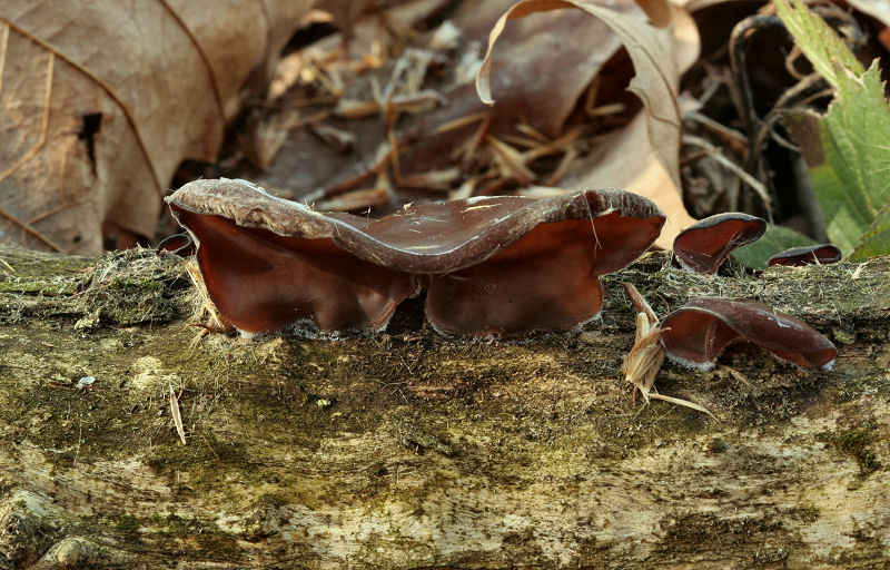 Auricularia auricula-judae  ?