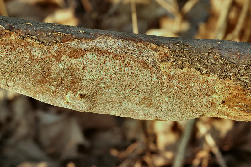 su un ramo morto di nocciolo (Phellinus punctatus)