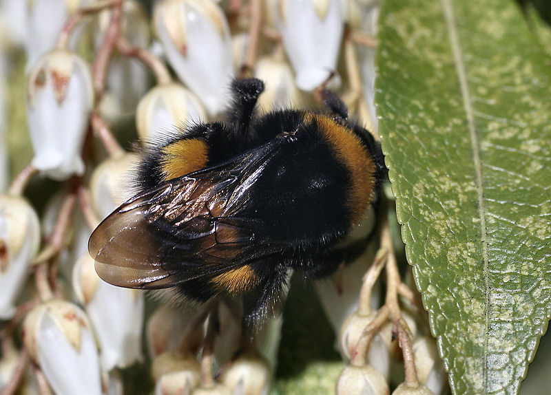 Bombus terrestris ?