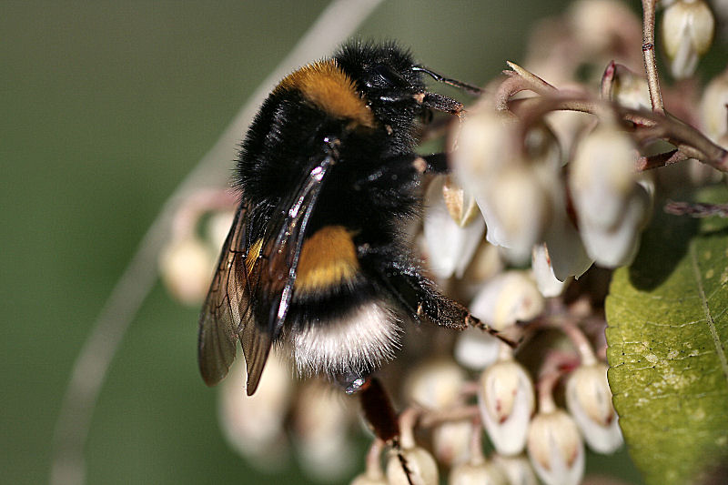 Bombus terrestris ?