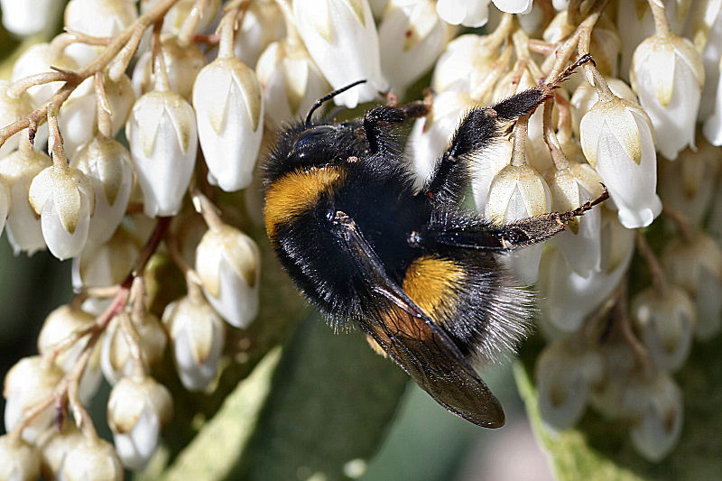 Bombus terrestris ?