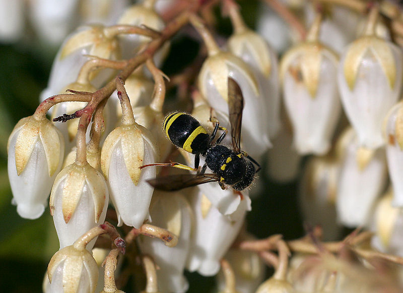 Ancistrocerus sp.  ??