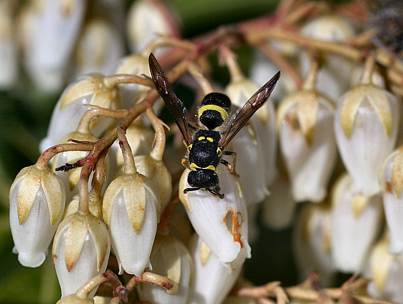 Ancistrocerus sp.  ??