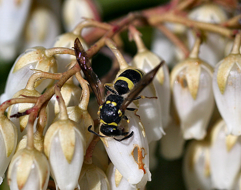 Ancistrocerus sp.  ??