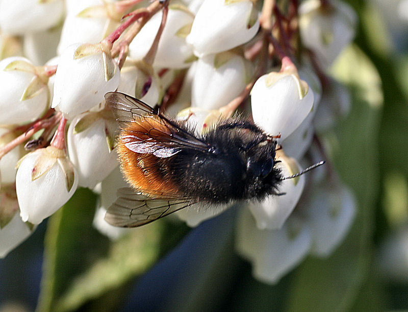 Bombus sp. ? No. Osmia cfr cornuta (Apidae Megachilinae)