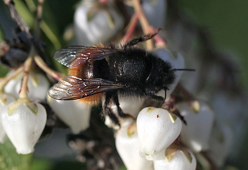 Bombus sp. ? No. Osmia cfr cornuta (Apidae Megachilinae)