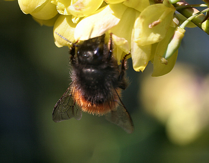 Bombus sp. ? No. Osmia cfr cornuta (Apidae Megachilinae)