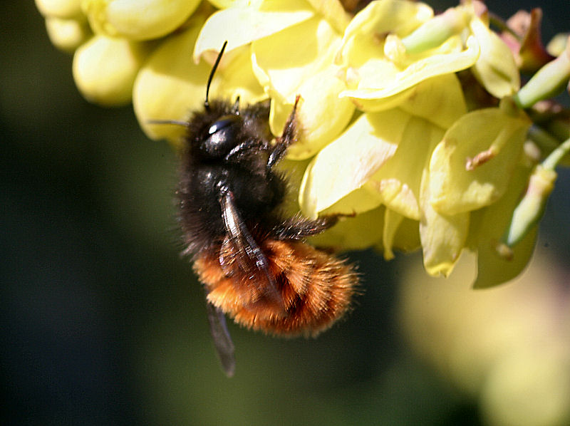 Bombus sp. ? No. Osmia cfr cornuta (Apidae Megachilinae)