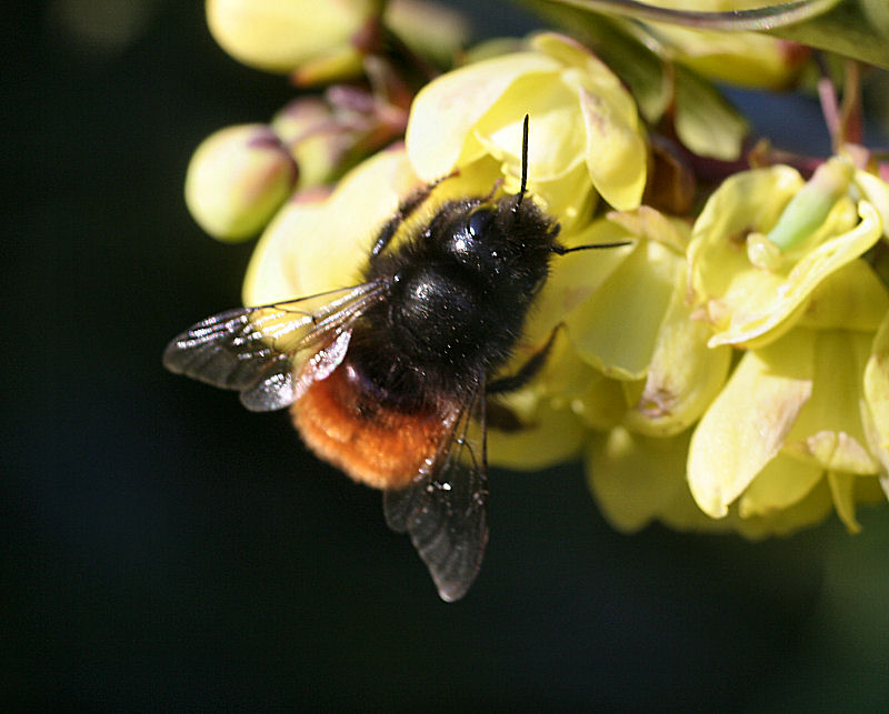 Bombus sp. ? No. Osmia cfr cornuta (Apidae Megachilinae)