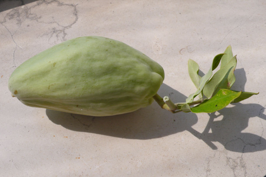 Araujia sericifera / Albero della seta