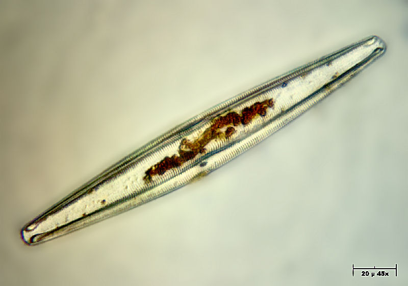 Navicula sp.