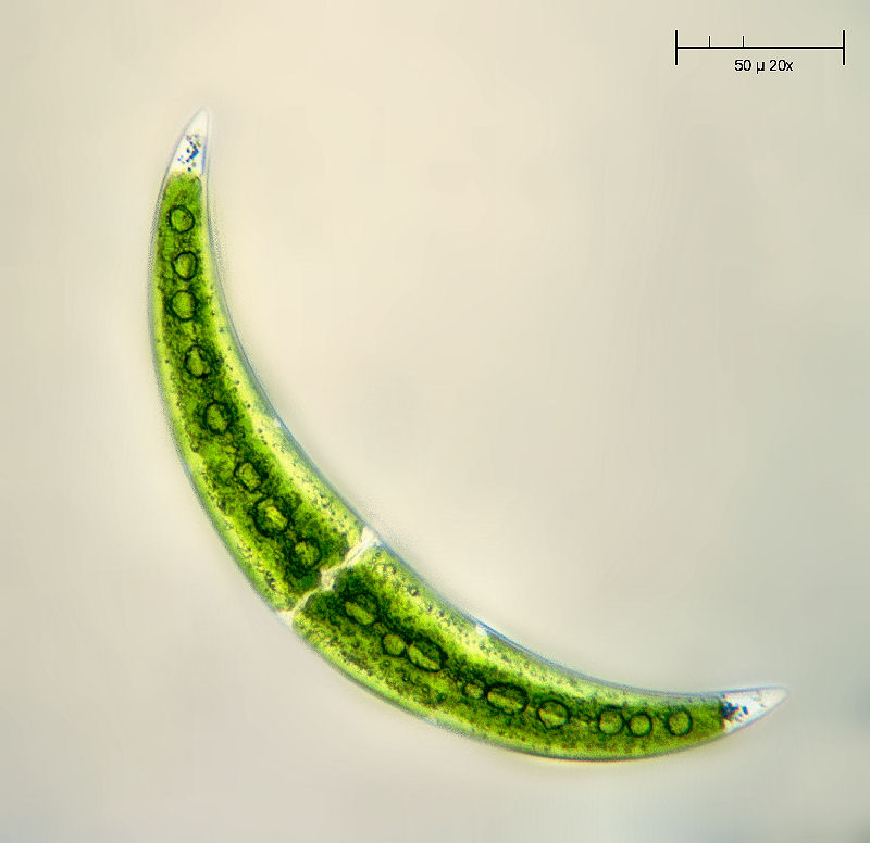 Closterium moniliferum