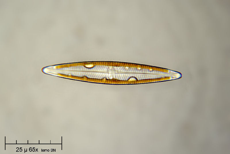 Navicula radiosa