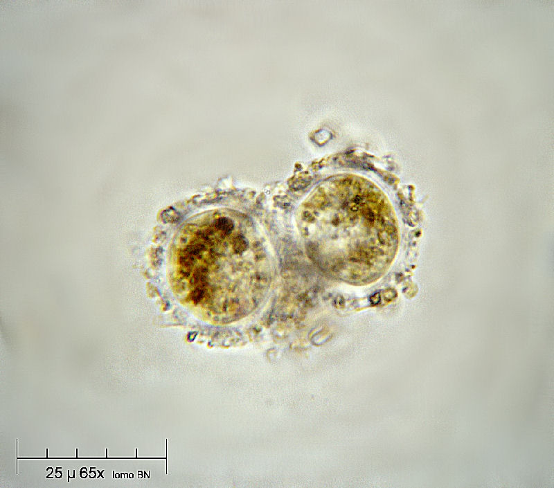 Frenzelina sp.