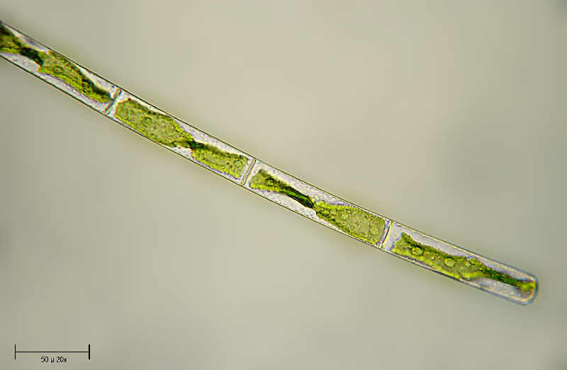 Alga caramella - Mougeotia sp.