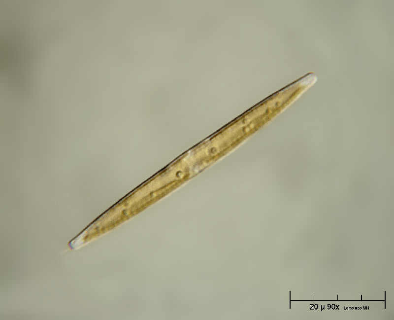 Navicula sp.