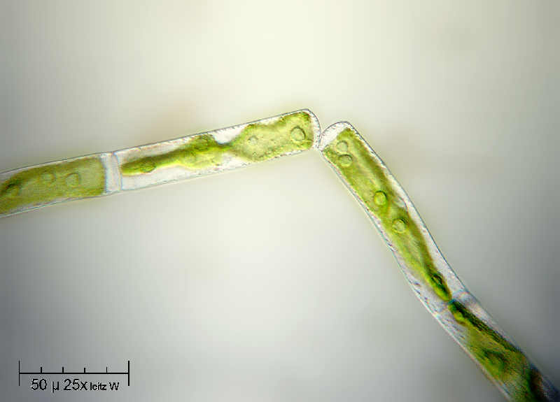 Alga caramella - Mougeotia sp.