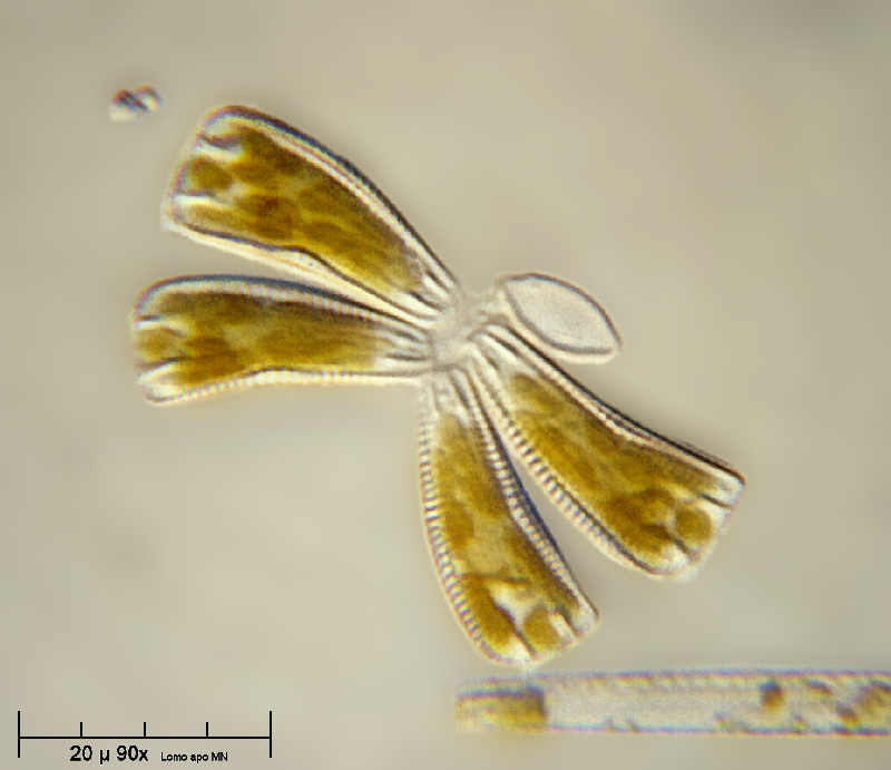 Rhoicosphenia curvata - o meglio Rhoicosphenia abbreviata