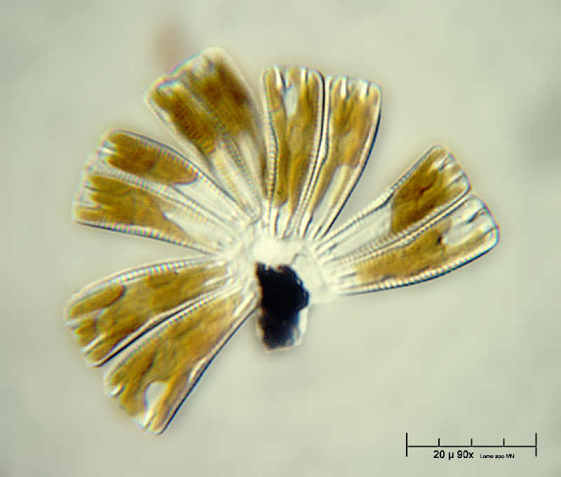 Rhoicosphenia curvata - o meglio Rhoicosphenia abbreviata