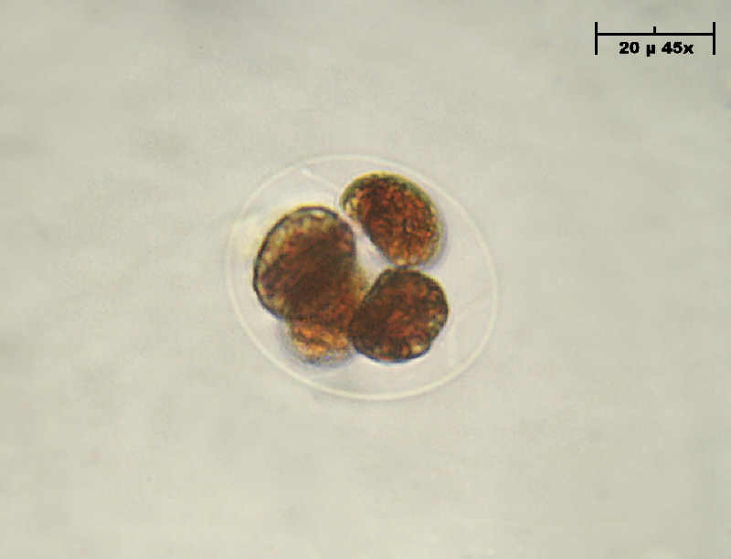 Haematococcus pluvialis in divisione