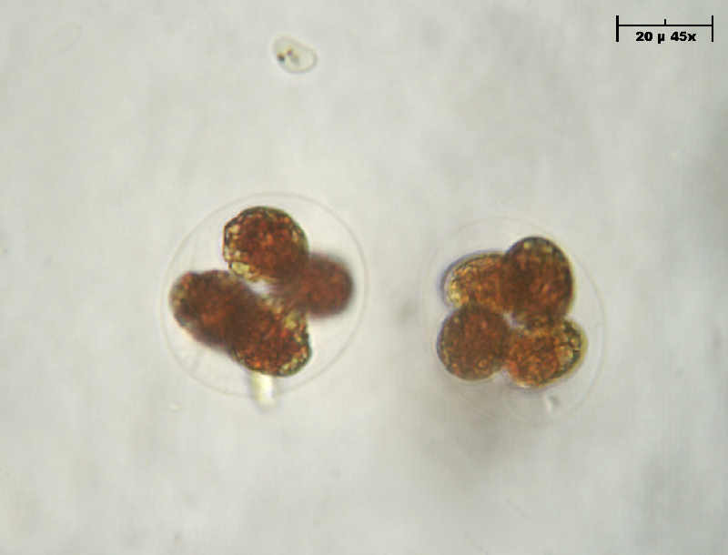 Haematococcus pluvialis in divisione