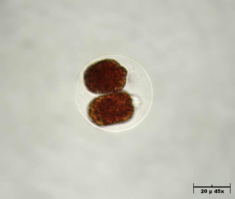 Haematococcus pluvialis in divisione