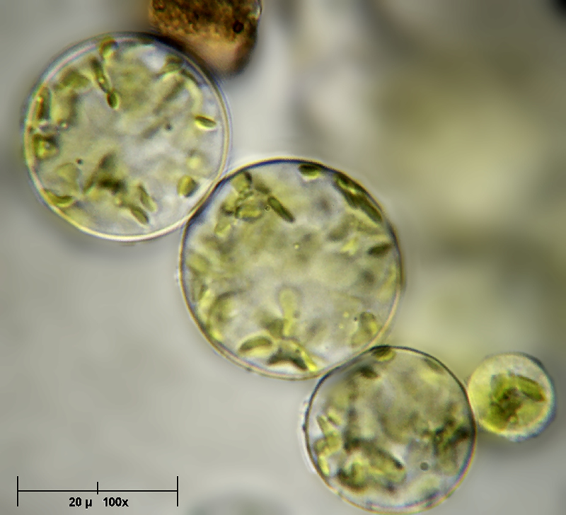 Spostamento cloroplasti - Chlorella sp.