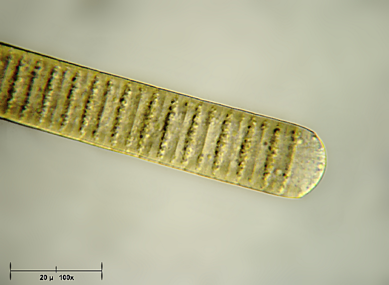 Oscillatoria sp.