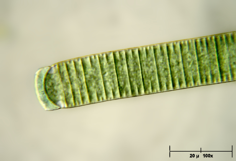 Oscillatoria sp.