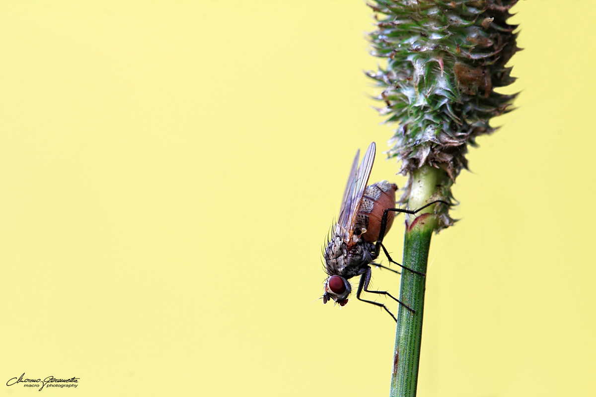 Anthomyia liturata