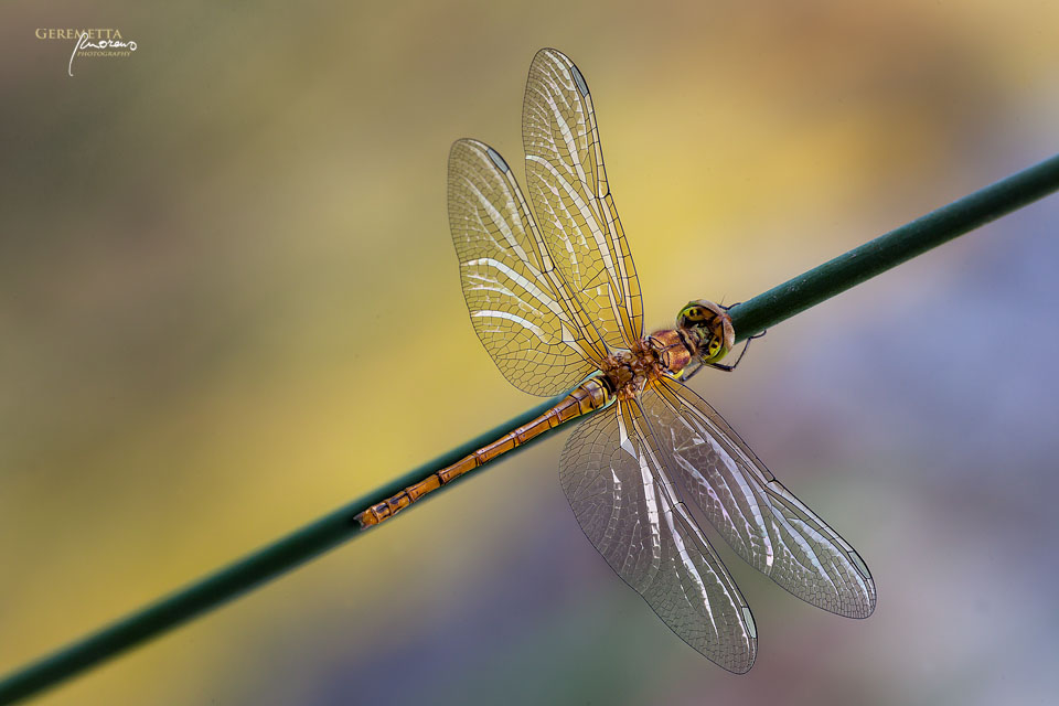 ANAX IMPERATOR o altro? Sympetrum, forse vulgatum