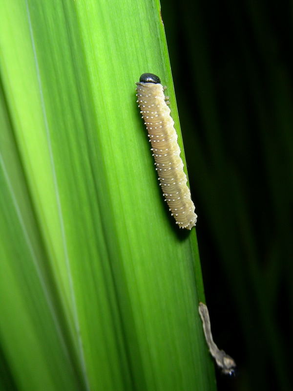 Bruco da identificare