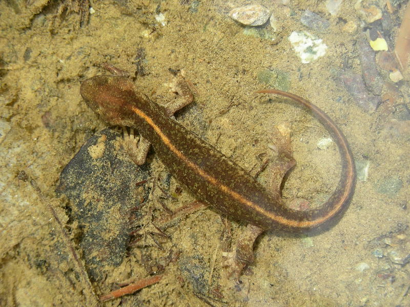 Anfibi della Corsica