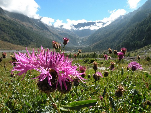 Centaurea?