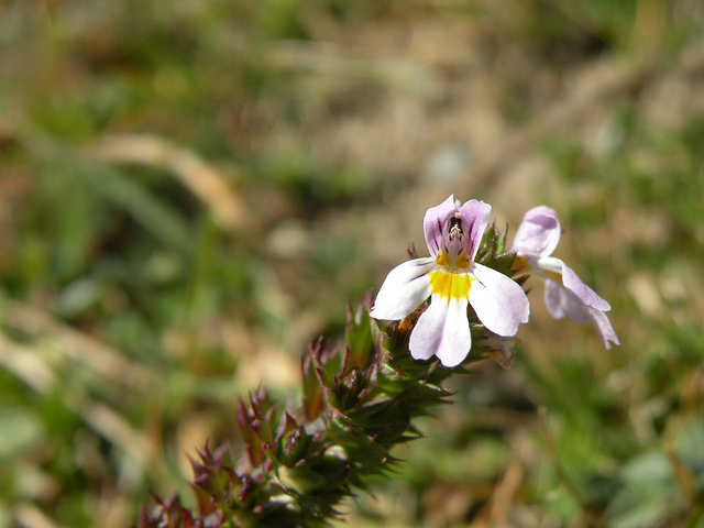 Fiore al Vallone Palasina - Euphrasia sp.