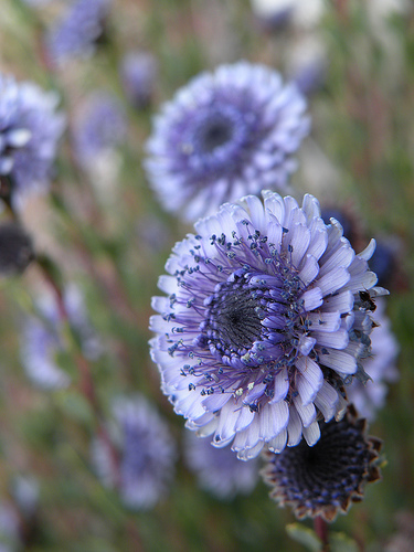 Globularia alypum / Vedovelle cespugliose