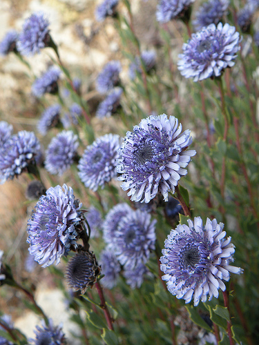 Globularia alypum / Vedovelle cespugliose