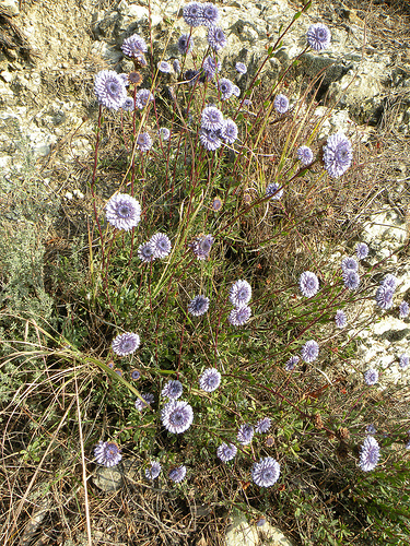 Globularia alypum / Vedovelle cespugliose