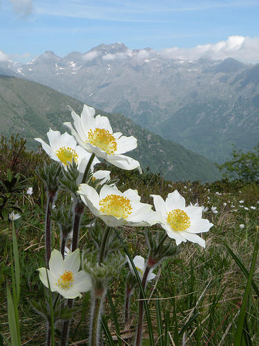 Val Orsiera (Lemie - Val di Vi) - Pulsatilla alpina