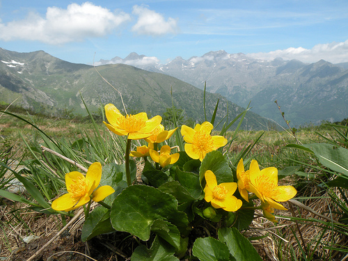 Caltha palustris / Calta