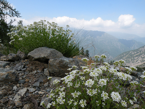 Fiori della Val Orsiera (Lemie - Val di Vi)