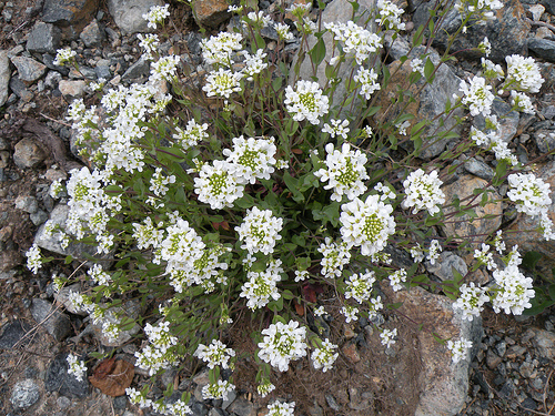 Fiori della Val Orsiera (Lemie - Val di Vi)