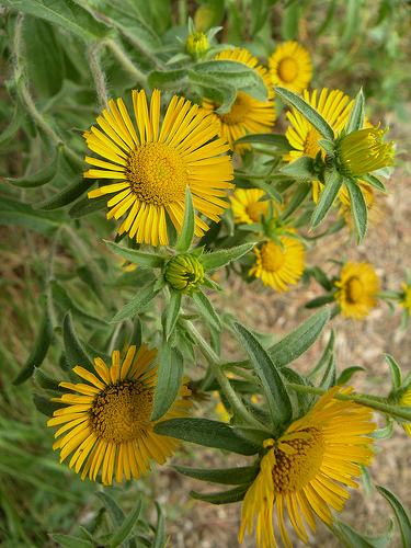 Fiori gialli in Valle di San Lorenzo - Pallenis spinosa